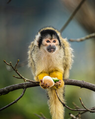 Wild animals, portraits of animals
