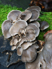 Pilze im Winter, Moos morsches Holz, Austernpilze, Oyster mushroom or oyster mushroom (Pleurotus ostreatus) on tree stump with moss