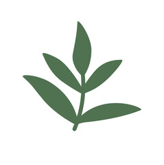  Foliage, plant, green herb. Abstract leaf element on white background. 