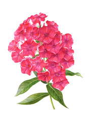 Watercolor illustration of a branch of pink phlox in botanical style. - obrazy, fototapety, plakaty