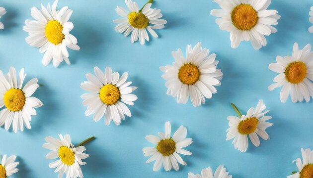 daisy pattern flat lay spring and summer chamomile flowers on a blue background repetition concept top view