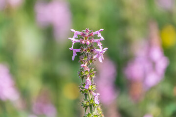 Close up of stachys officinalis, Betonica officinalis foliage.