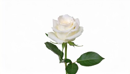 single white rose isolated background