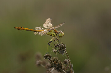 Closeup on a Vagrant Darter dragonfly, Sympetrum vulgatum, perched in the vegetation