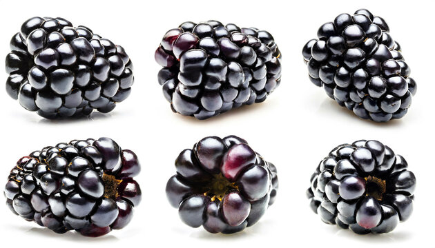 Brombeere collection isoliert auf wei&szlig;en Hintergrund, Freisteller