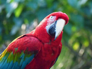 red and yellow macaw