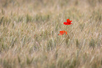 Papaveri isolati in un Campo di Grano