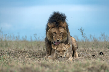 A frontal view of a mating pair of lions in the act of mating with the male mounted on the female at Serengeti national park, Tanzania