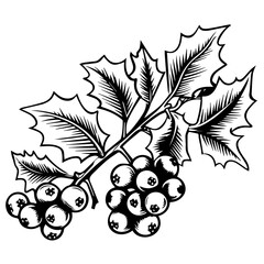 Festive Holly Berries and Leaves Vector