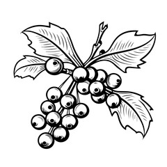 Festive Holly Berries and Leaves Vector