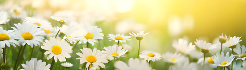 chamomile flowers over nature blurred background daylight