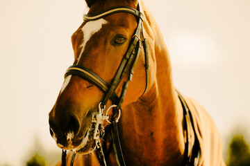 A beautiful portrait of a bay horse in sports gear on a sunny warm summer day. Equestrian sports...