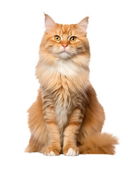 Naklejka premium Respectable orange fluffy cat sitting, isolate
