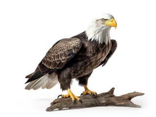 Foto op Plexiglas american bald eagle © Vipul