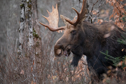 Wild Majesty, Bull Moose With Antlers in Northern Ontario's Fall Rut.  A Captivating Snapshot of Canadian Wilderness and Hunting Season.  Wildlife Photography. 