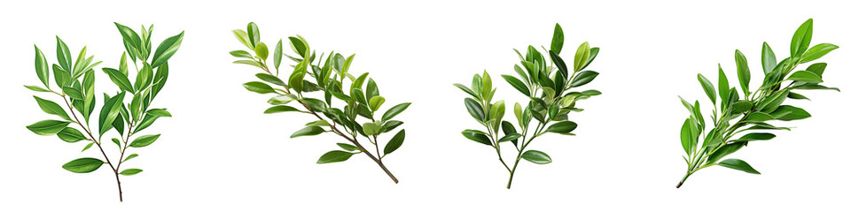 Twig of ruscus with green leaves Hyperrealistic Highly Detailed Isolated On Transparent Background Png File - obrazy, fototapety, plakaty