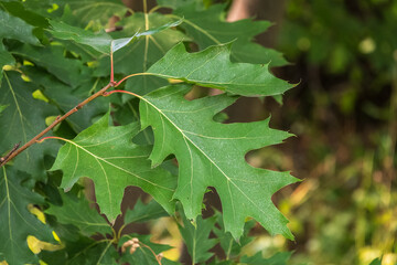 Branches of the northern red oak with green serrated leaves, summer background