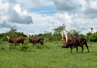 Uganda Ankole Rinder beim Weiden zwischen Akazien und Büschen