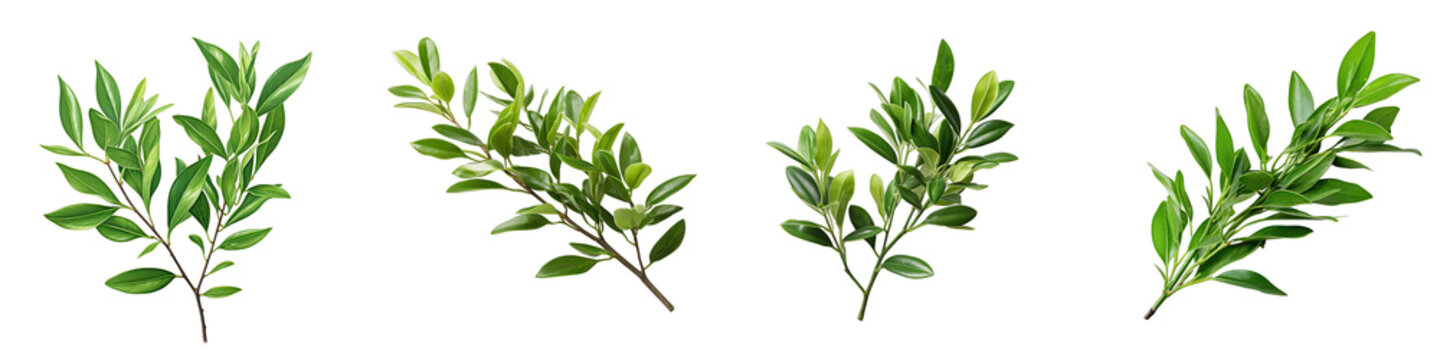 Twig of ruscus with green leaves Hyperrealistic Highly Detailed Isolated On Transparent Background Png File