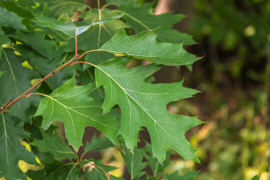 Branches of the northern red oak with green serrated leaves, summer background