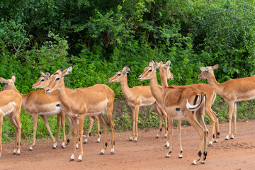 Impala Herde 