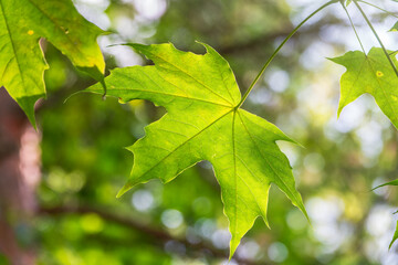 Summer branches of maple tree with fresh green leaves