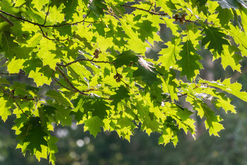Branches of the northern red oak with green serrated leaves, summer background