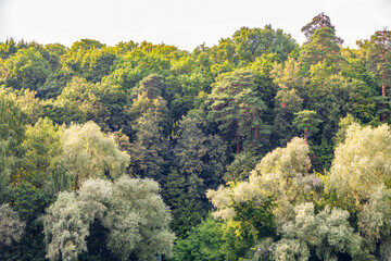 Obraz premium Thick green forest on the hillside.