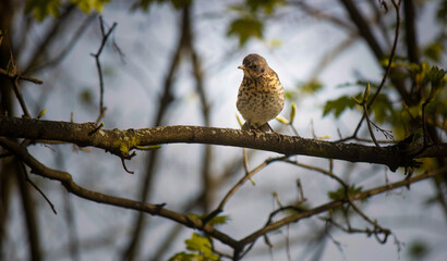 Fieldfare bird, Turdus pilaris, perching on a tree branch during Autumn season.