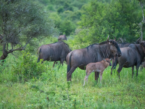 Une famille de gnou avec une m&egrave;re et son petit