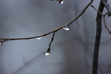 drops on branch