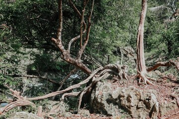 Twisting tree roots in the middle of forest