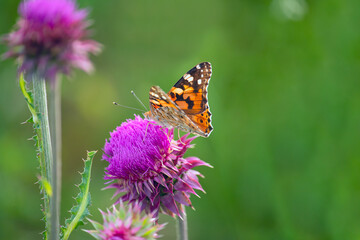 Flowering milk thistle and butterfly hives on a flower