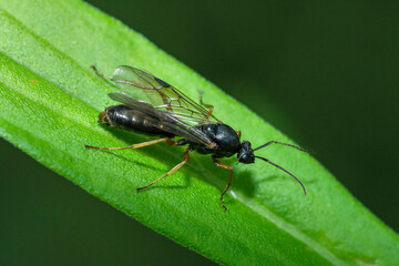 Selective focus on a winged ant on a leaf