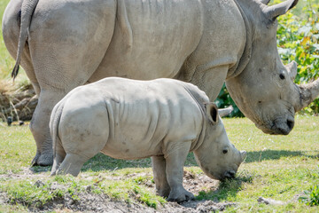Fototapeta premium Mutter und Kind Nashörner