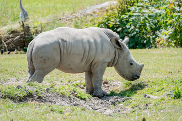 Fototapeta premium Baby Nashorn