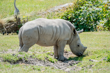 Fototapeta premium Nashorn Baby