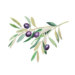 Olives, black olives, olive branch, olive tree, hand painted watercolor illustration, vegetarian food