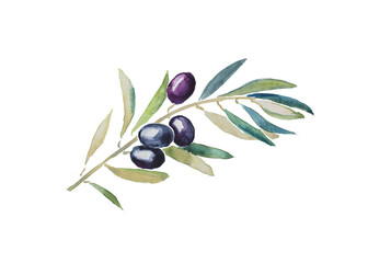 Olives, black olives, olive branch, olive tree, hand painted watercolor illustration, vegetarian food