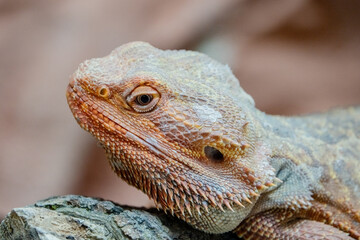 Portrait Gecko