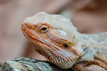 Portrait seitlich Gecko Agame