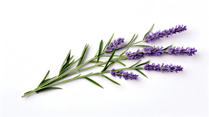 A sprig of lavender flower isolated on a white background