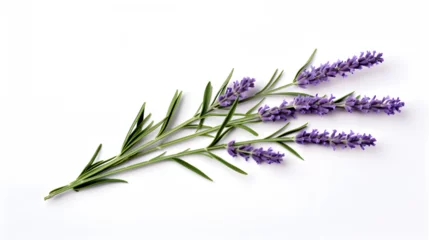 Foto op Canvas A sprig of lavender flower isolated on a white background © Kpow27