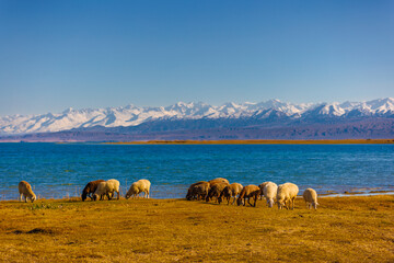 flock of sheep grazing on shore of mountain lake at sunny autumn afternoon, telephoto view with...
