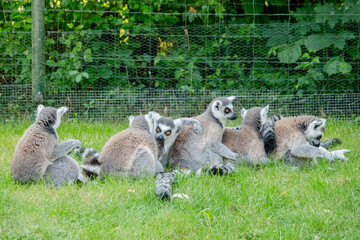 Kattas auf Wiese