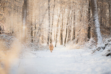 golden retriever type mixed breed dog running happily in the snowy forest followed by a couple