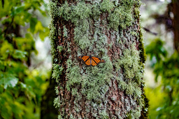 Monarch Butterfly on oyamel fir trees.