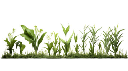 Obraz premium spring plant isolated on white transparent background