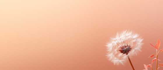 Ethereal Dandelion in Full Bloom with a Soft Peach Hued Background