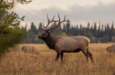 Bull Elk during the Rut in Wyoming in Autumn